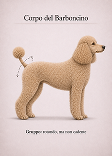 corpo del barboncino groppa.png