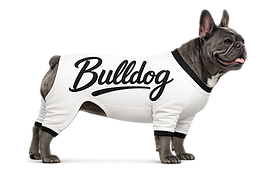 bulldog francés azul en mono blanco.png