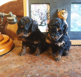 cachorros phantom.png