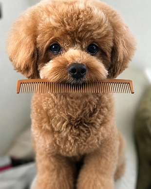 cepillar caniche toy.png