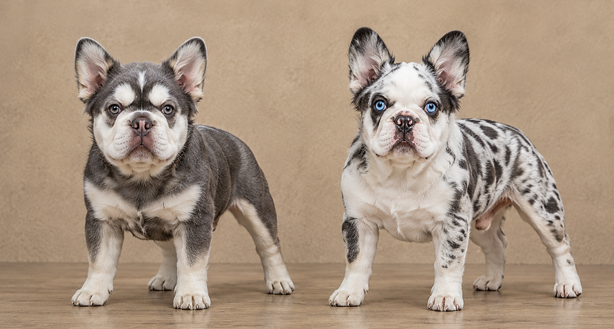 bulldog francés husky y koi.png