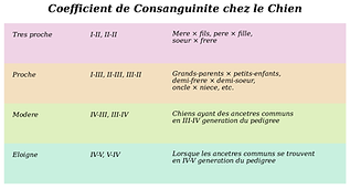 Coefficient_Consanguinite_Chien_FR.png
