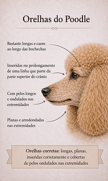 orelhas de poodle.png