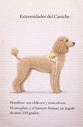 hombros perro caniche estándar explicación