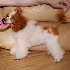 caniche toy particolor Peseta.png