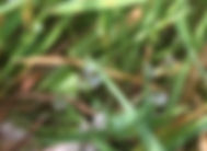 Gras met waterdruppel Vijlen.jpg