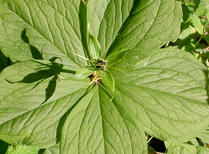 Groene bloem blad.JPG