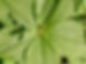 Groene bloem blad.JPG