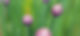 Flower Buds_edited_edited.jpg