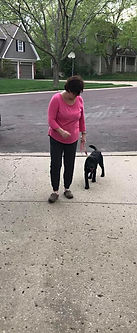 Puppy Training Lenexa