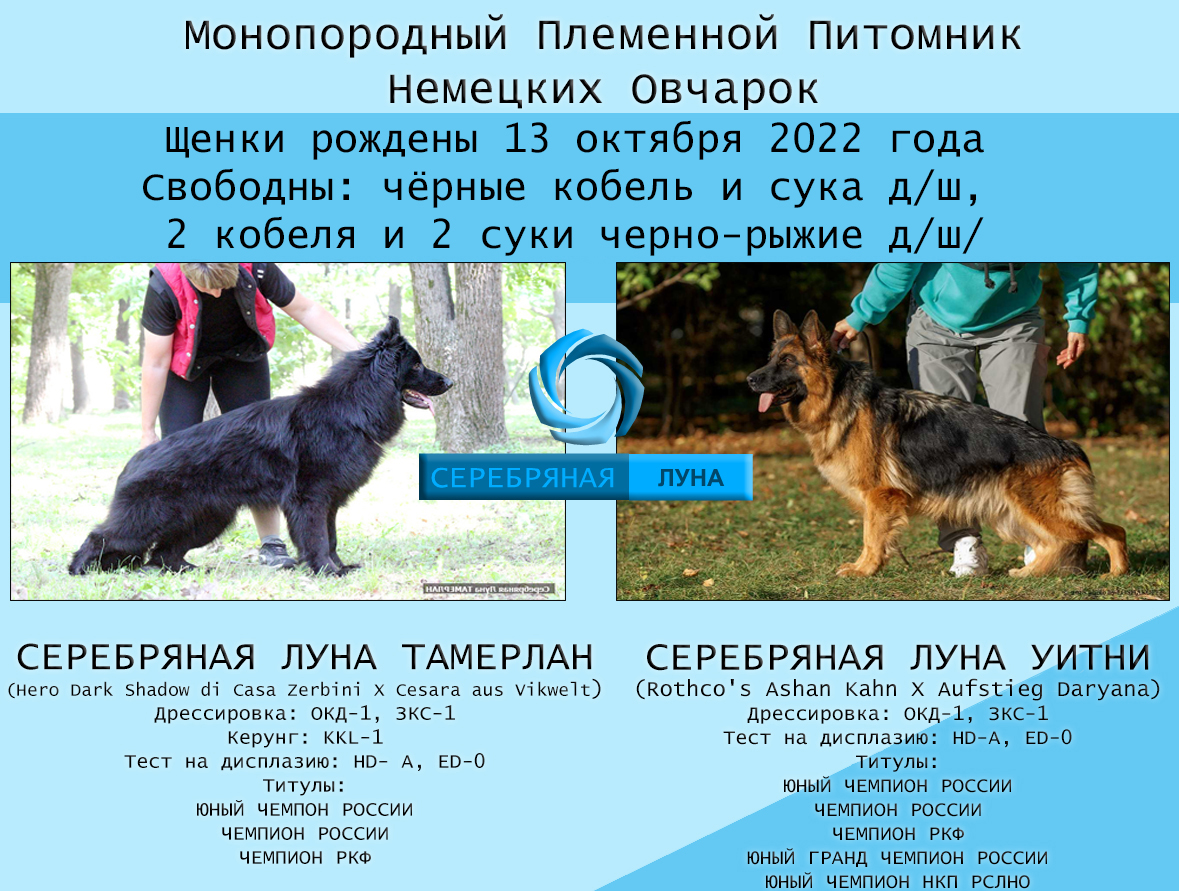 Щенки немецкой овчарки отличительные черты