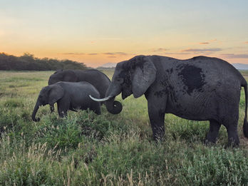 Elephants – The park is world-famous for its high density of elephants, currently estimated at over 2,000 individuals within the ecosystem. The park has recently experienced an extraordinary "baby boom," with over 220 calves born in 2025 alone, the highest birth rate in the park's history.  