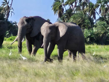Elephants - It is common to see herds of over 100 individuals moving together. During the dry season, these massive, large herds congregate around the park's permanent swamps, such as Enkongo Narok, to drink and bathe. 
