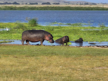 Hippos – As Amboseli is largely an arid landscape, hippos congregate around the park's permanent water sources. Most hippos live in the lush, permanent marshes like Enkongo Narok and Olokenya Swamp. These wetlands are fed by underground meltwater from Mount Kilimanjaro. 