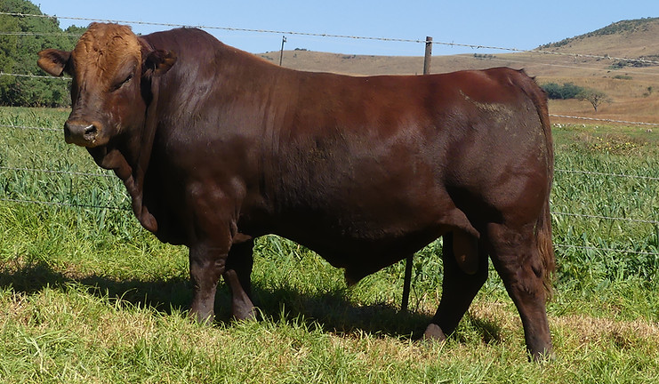Lot 35 LAR23-351.JPG