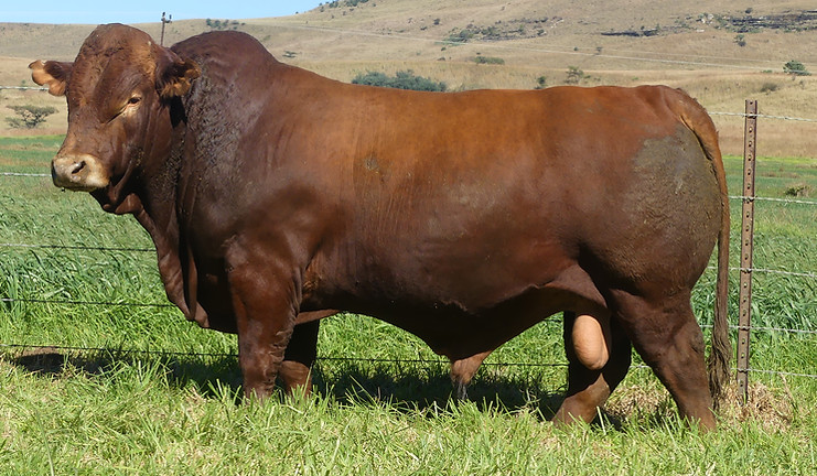 LOT 18 LAR23-194.JPG