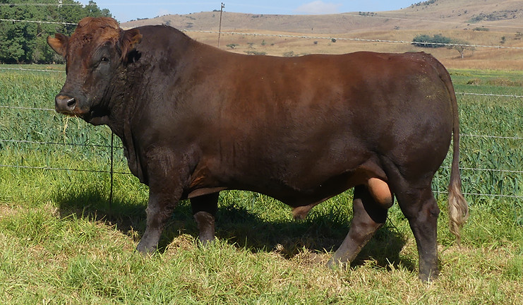 Lot 40 LAR23-218.JPG