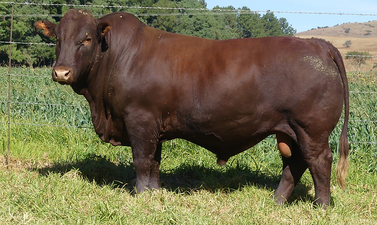 Lot 55 LAR23-145.JPG