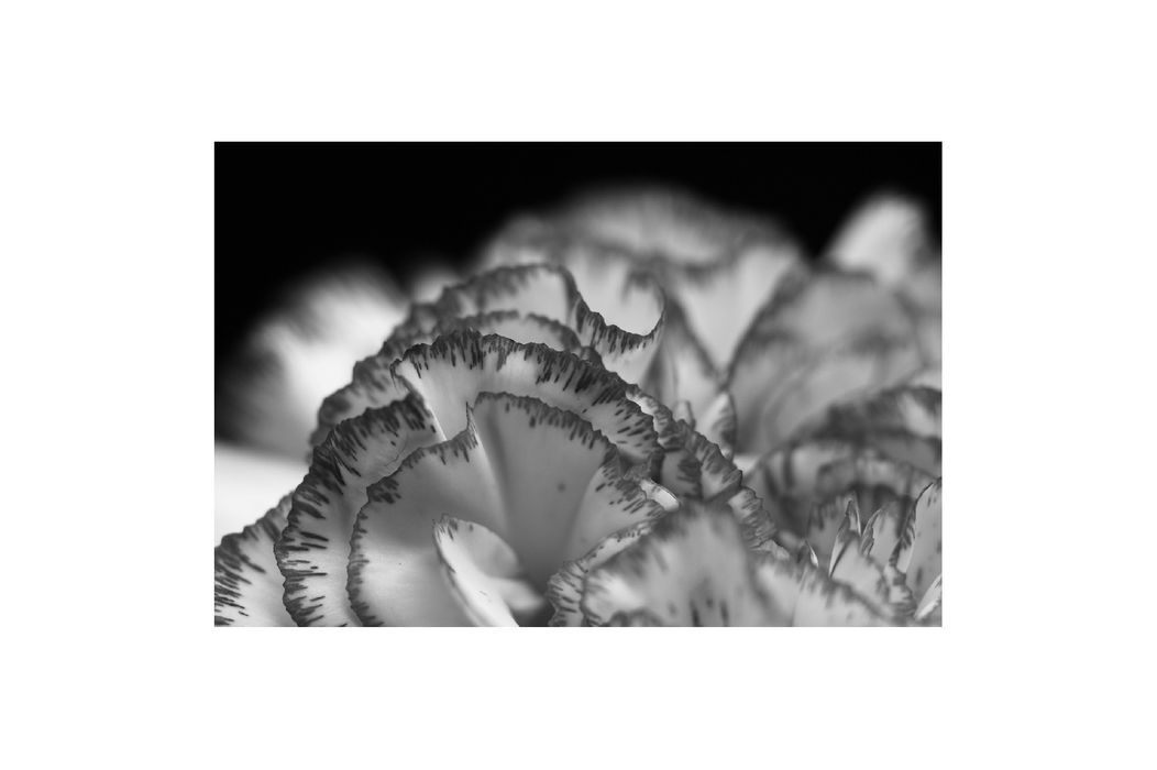 flower-01.jpg