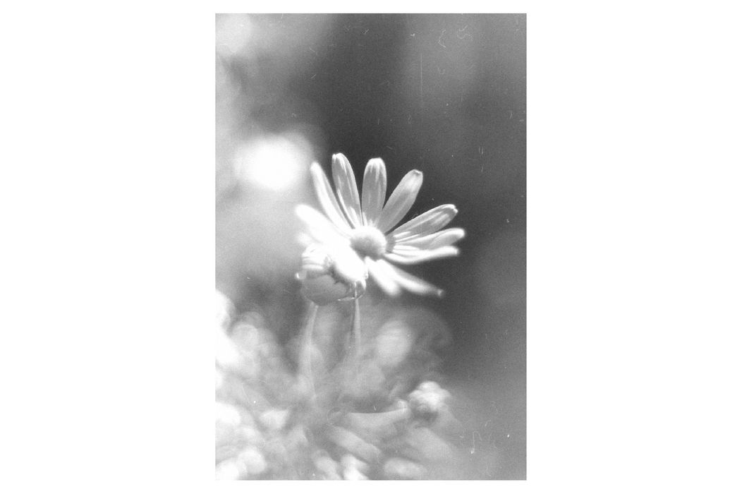 flower-07.jpg