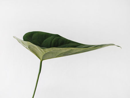 Percorso online Passi di Mindfulness - mindfulness al ritmo della natura