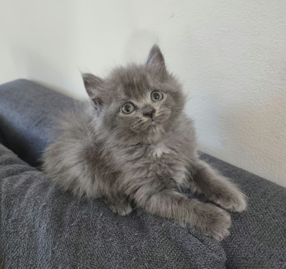British Longhair 😻 