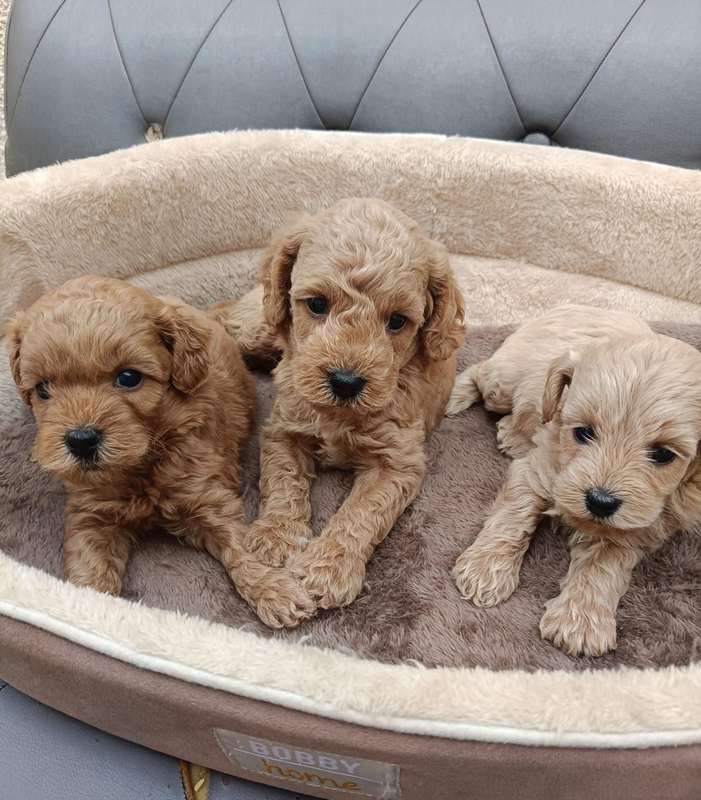 Maltipoo Puppies 