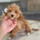 Thumbnail: Maltipoo Puppy 