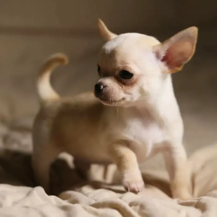 Teacup Chihuahua Puppy