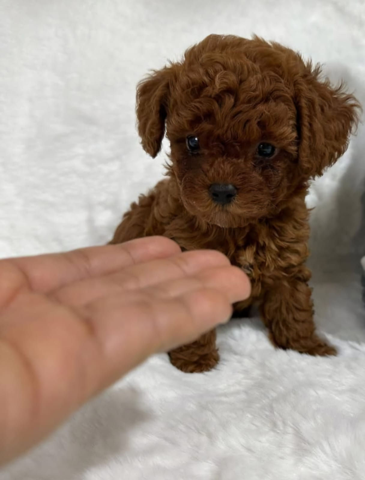 Toy Poodle 