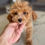 Thumbnail: Maltipoo Puppy 
