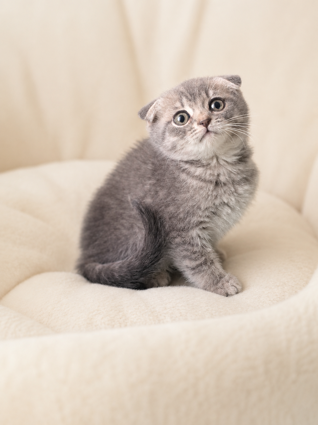 Scottishfold Male 