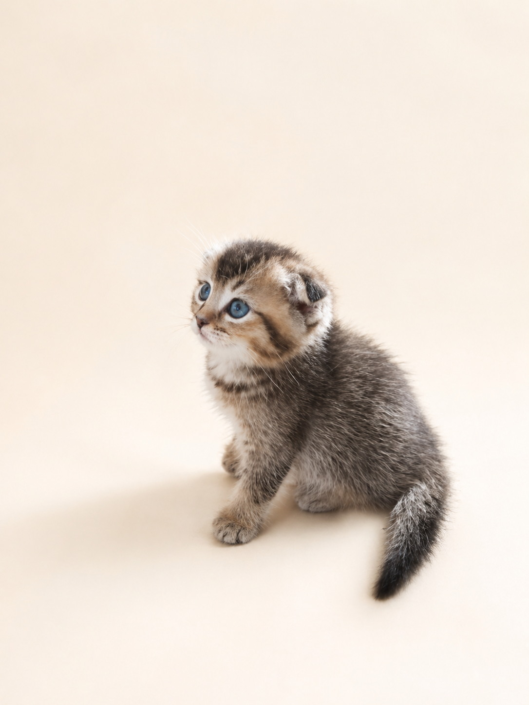 Scottishfold 