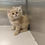 Thumbnail: Siberian Kitten hypoallergenic 