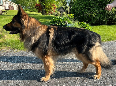 German Shepherd