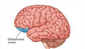 Cortex orbito-frontal