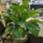 Big low-light loving plant for 911 dispatch center