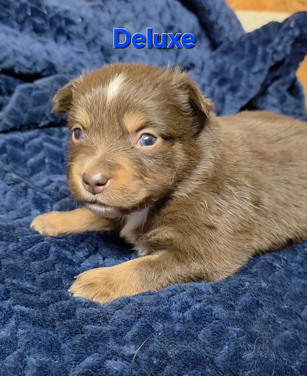 Thumbnail: Deluxe - Congratulations Rob!