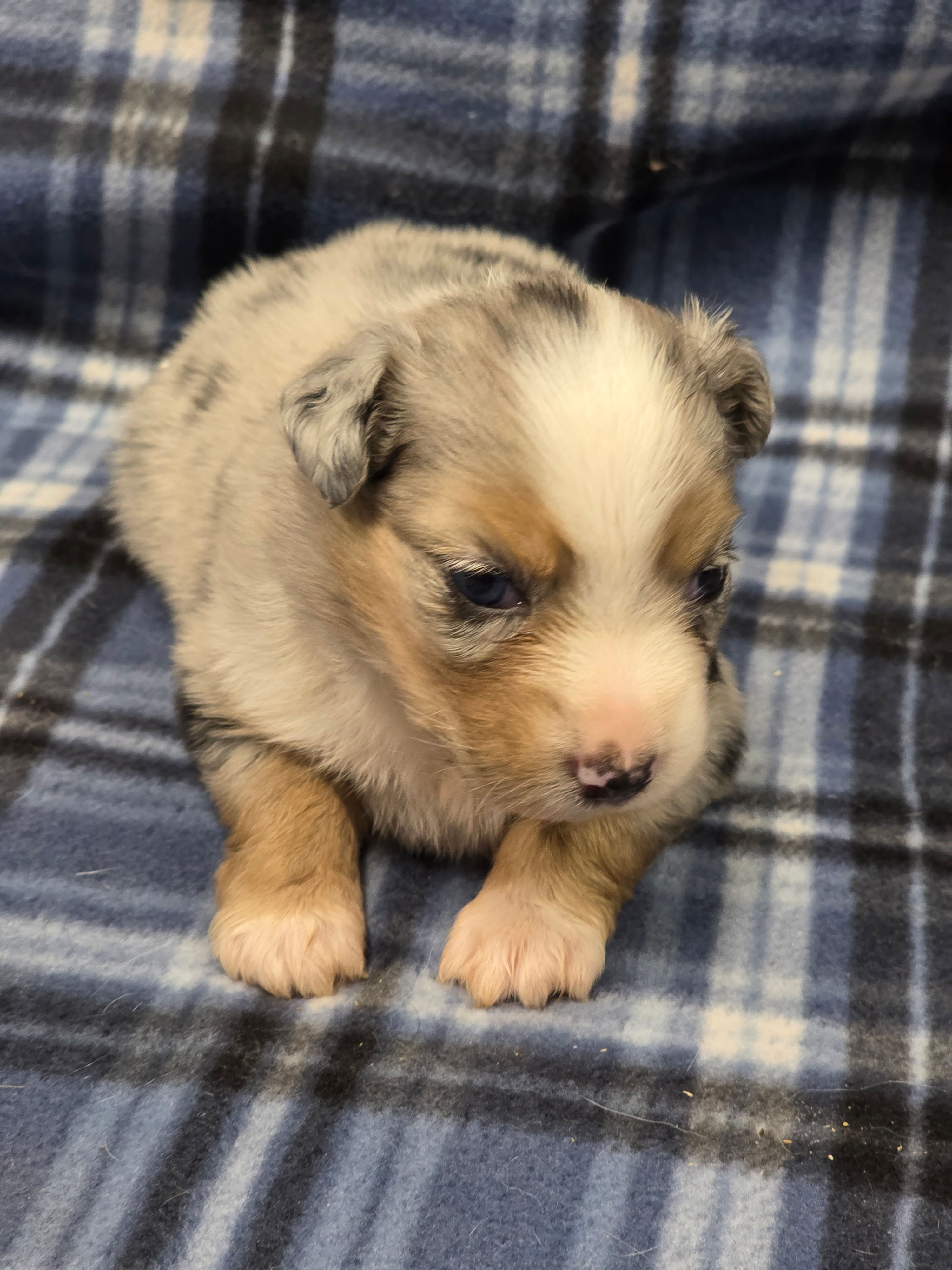 Lacy - Female Mini