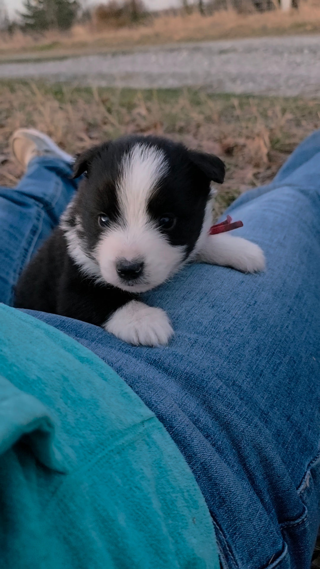 Luke - Found his family in Frisco, TX