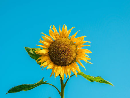 Para que eu nunca me esqueça que o sol sempre brilha de novo