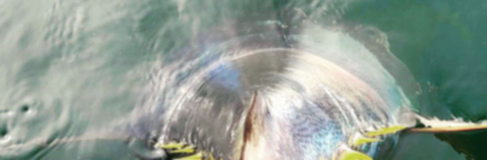 769E564C-623F-4F20-B170-BF58454534C3.jpeg