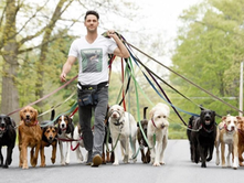 因為熱情.從餐點外送員轉變成全職照顧狗狗們