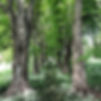 allee-tilleuls_01.jpg