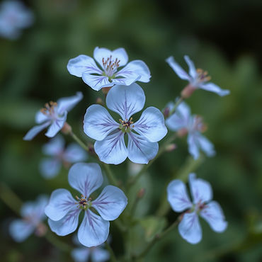 pale blue and purple flowers .jpg