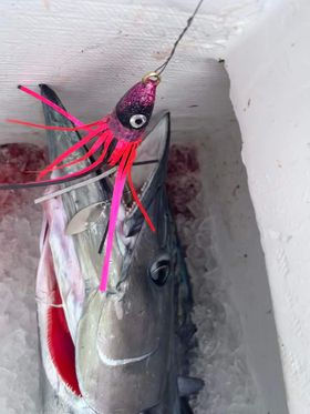 Pink Black CB Wahoo Bomb putting in work on the East Coast