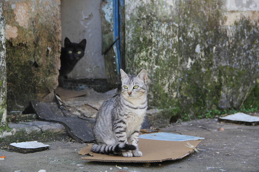 Streuner Katze