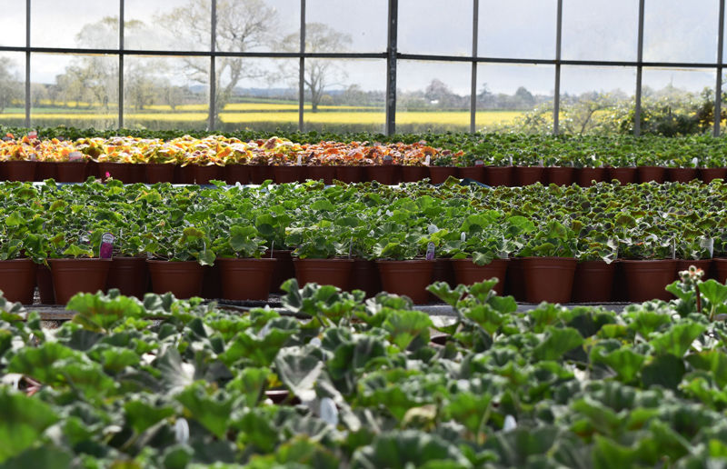 Thumbnail: Bedding Plants