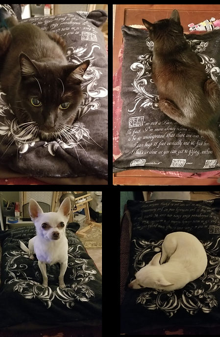 Pet bed collage.jpg