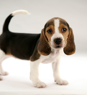 Beagle Puppy Portrait